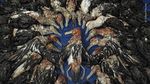 16 Foto Wildlife Photographer of the Year, Ada Pasar Ekstrem Tomohon