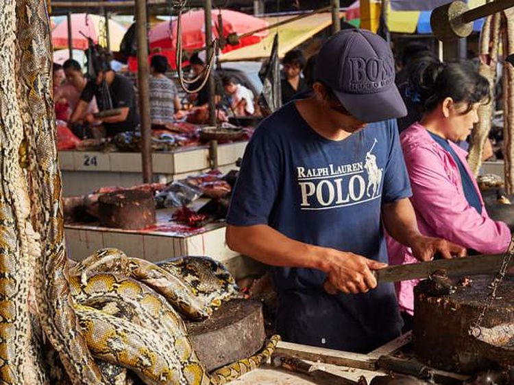 16 Foto Wildlife Photographer of the Year, Ada Pasar Ekstrem Tomohon