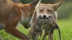 16 Foto Wildlife Photographer of the Year, Ada Pasar Ekstrem Tomohon