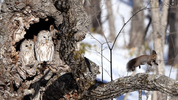 Seekor tupai lari dari sarang burung hantu Ural, mereka pemangsa mamalia kecil di pulau Hokkaido, Jepang. Seekor tupai lari dari sarang burung hantu Ural, mereka pemangsa mamalia kecil di pulau Hokkaido, Jepang.