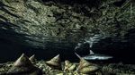 16 Foto Wildlife Photographer of the Year, Ada Pasar Ekstrem Tomohon
