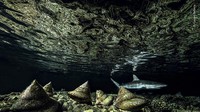Saat gelap melingkupi perairan Fakarava Atoll di French Polynesia. Moluska keluar dari persembunyian dan terlihat hiu.