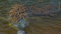 Buaya Gharial jantan besar yang terancam punah membawa keturunannya di India. Hewan itu setidaknya memiliki panjang empat meter.