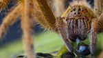 16 Foto Wildlife Photographer of the Year, Ada Pasar Ekstrem Tomohon