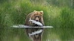 16 Foto Wildlife Photographer of the Year, Ada Pasar Ekstrem Tomohon
