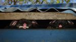 16 Foto Wildlife Photographer of the Year, Ada Pasar Ekstrem Tomohon