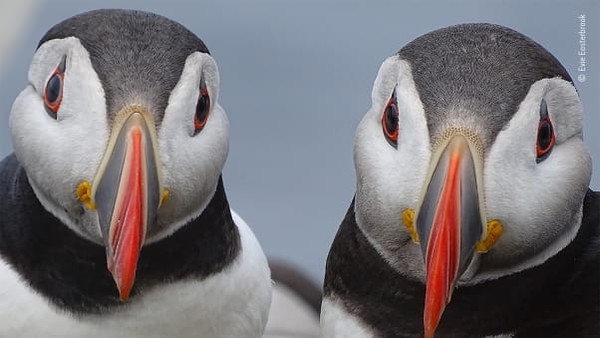 Di samping dipajang di pameran di Natural History Museum, foto-foto itu akan dibawa keliling Inggris dan tur dunia, menurut siaran pers. Di samping dipajang di pameran di Natural History Museum, foto-foto itu akan dibawa keliling Inggris dan tur dunia, menurut siaran pers.