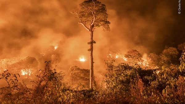 Foto lainnya, oleh Charlie Hamilton James, memperlihatkan sebatang pohon dengan latar belakang amukan kebakaran hutan. Api terlihat menyinari kehancuran hutan hujan Amazon.