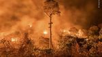 16 Foto Wildlife Photographer of the Year, Ada Pasar Ekstrem Tomohon