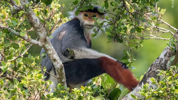 Foto-foto ini berasal dari fotografer amatir dan profesional, menurut siaran pers. Salah satu foto primata yang terancam punah diambil oleh Arshdeep Singh, 13 tahun.