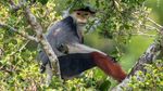 16 Foto Wildlife Photographer of the Year, Ada Pasar Ekstrem Tomohon