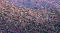 Pepohonan Araucaria di wilayah Araucanía, Chile.