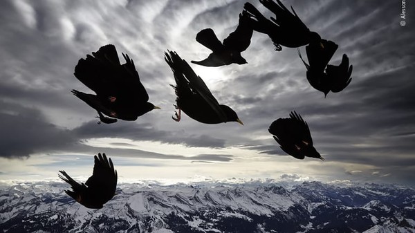 Burung-burung berterbangan di pegunungan Alpen Swiss.
