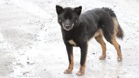 Anjing bernyanyi yang ditemukan di Papua