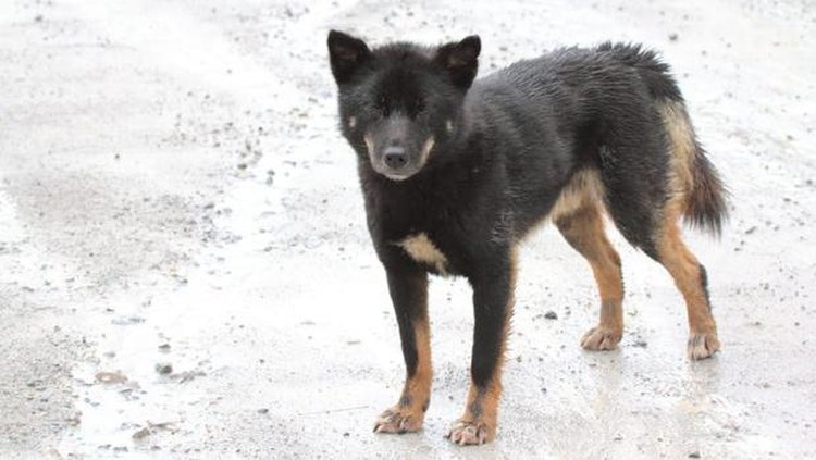 Anjing bernyanyi yang ditemukan di Papua