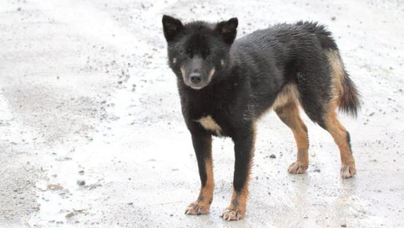 Anjing bernyanyi yang ditemukan di Papua