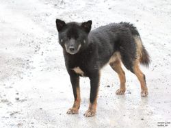 Anjing Bernyanyi yang Bangkit dari Kepunahan di Papua