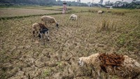 Badan Penanggulangan Bencana Daerah (BPBD) Provinsi Jawa Barat (Jabar) mencatat bencana kekeringan mulai terjadi di sejumlah wilayahnya seperti di Bogor, Indramayu, dan Cirebon.