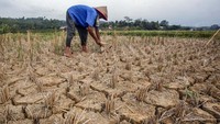 Petani memotong sisa padi di lahan pertanian yang kering di Desa Lulut, Nambo, Kabupaten Bogor, Jawa Barat, Kamis (3/9/2020). 