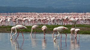 Studi Ungkap Ternyata Flamingo Suka Pilih-pilih Teman, Apa Alasannya?