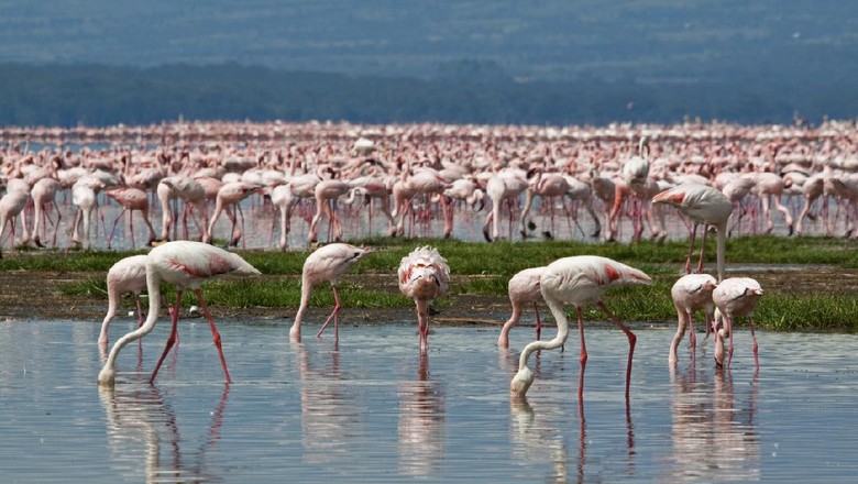 Flamingo di Danau Nakuru Flamingo di Danau Nakuru