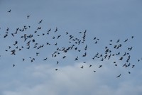 Many small bats are flying out of the habitat to go to feed.