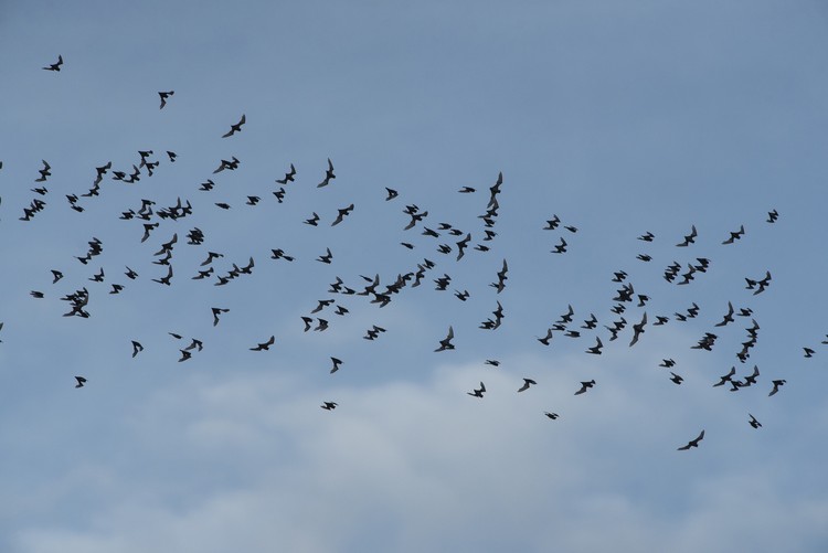 Many small bats are flying out of the habitat to go to feed.