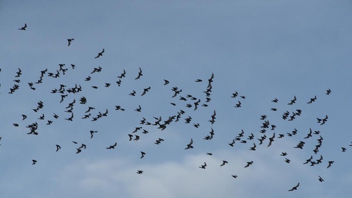 Many small bats are flying out of the habitat to go to feed.
