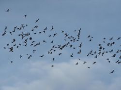 10 Eksperimen Ilmuwan yang di Luar Nalar, Bikin Merinding