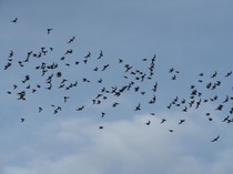 20 Virus Baru Ditemukan pada Kelelawar di China, Berpotensi Tulari Manusia