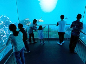 Aquarium Jakarta Ini Tawarkan Keajaiban dan Pesona Bumi
