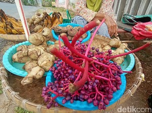 Kaya Nutrisi, Ini Khasiat Buah Parijoto Bagi Wanita Hamil