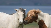 Kuda ini memiliki perawakan tegap, namun tidak terlalu tinggi. Bulunya tebal dan panjang untuk menjaga badannya dari suhu dingin Islandia. (Getty Images/iStockphoto/Leamus)