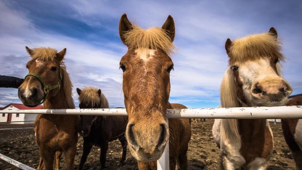 Galsi Horse rental - May 08, 2018: Icelandic horses in the farm of Galsi Horse rental, Iceland