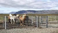 Ada beberapa operator tur di Islandia yang menyediakan paket wisata naik kuda. Salah satunya Hestaland. Pemiliknya bernama Gudmar. Menurut Gudmar, tidak ada cara terbaik menjelajahi alam eksotis Islandia selain naik kuda. (hestaland.net)