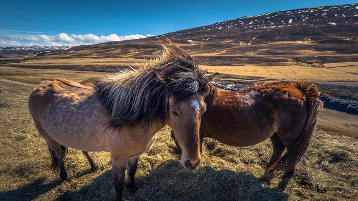 Kuda Islandia Icelandic wilderness - May 06, 2018: Icelandic horses in the wilderness of Iceland