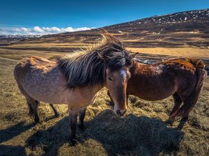 Foto: Wisata Naik Kuda di Islandia yang Eksotis
