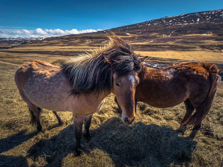 Foto: Wisata Naik Kuda di Islandia yang Eksotis