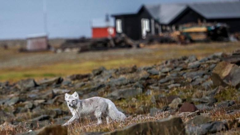 Longyearbyen LONGYEARBYEN, NORWAY - AUGUST 27: Black-legged Kittiwake (Rissa tridactyla) fly on Svalbard archipelago on August 27, 2020 near Longyearbyen, Norway. (Photo by Maja Hitij/Getty Images)