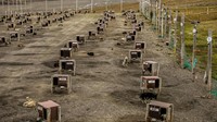Di lain sisi, hal tersebut pun bisa berubah menjadi penyebar penyakit. Tahun 1920-an, penduduk Longyearbyen menderita flu akibat virus dari jenazah yang dikuburkan. Maka pemerintah setempat dengan tegas menyatakan tidak boleh ada jenazah yang dikuburkan yang sama saja artinya tidak boleh ada kuburan. Getty Images/Maja Hitij  
