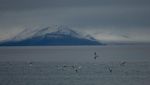 Longyearbyen, Kota yang Melarang Warganya Meninggal di Sana