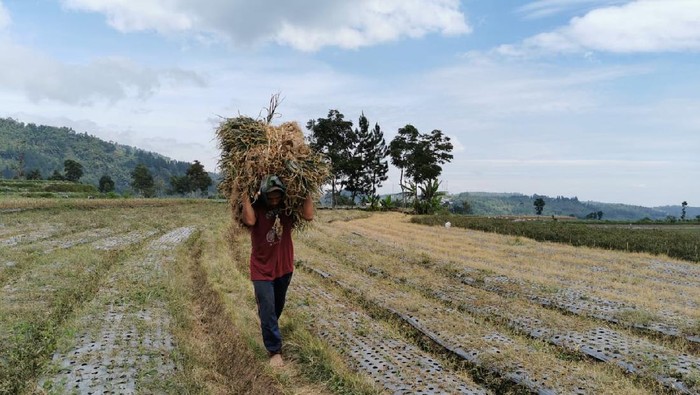 Petani bawang putih di Tegal