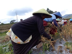 Saran buat Pemerintah Agar Bawang Putih Lokal Menang Lawan Impor