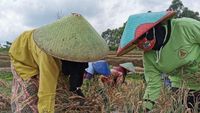 Pak Mentan, Petani Bawang Putih Bingung Nih Jual Hasil Panen