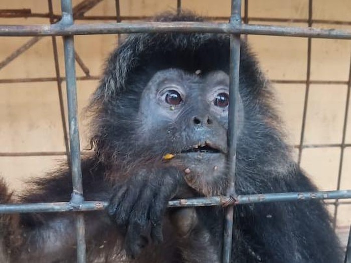 Seekor lutung ditemukan dalam kondisi lemas di kebun warga, Kabupaten Pekalongan, Kamis (3/9/2020).