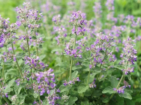 White shasta daisies grow at the edge of a Cape Cod meadow