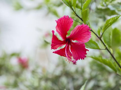 10 Tanaman Hias Ini Mudah Dirawat Cocok Buat Pemula yang 10 Tanaman Hias Ini Mudah Dirawat Cocok Buat Pemula yang