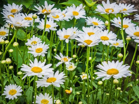 10 Tanaman Hias Ini Mudah Dirawat Cocok Buat Pemula Yang Mau Berkebun