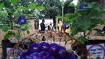 Yuk! Belajar Berkebun di Teras Hijau Project Bandung