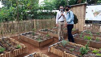 Lahan yang ditanami beragam jenis tanaman dan sayuran tersebut disewa dari warga setempat.